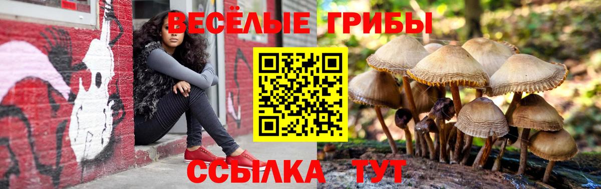 Псилоцибиновые грибы Psilocybe Лыткарино